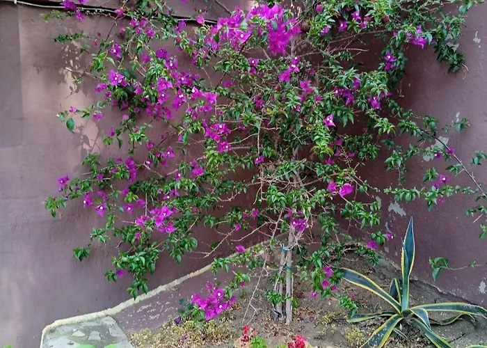 Butterfly Apartament Nea Roda